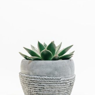 Monstera 15 cm potted